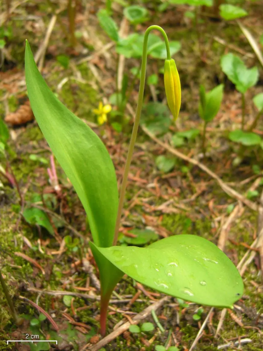 Glacier Lily (Erythronium Grandiflorum) — the Glacier Lily can reach heights between 6 to 12 inches and spreads out approximately 4 to 8 inches, image 59