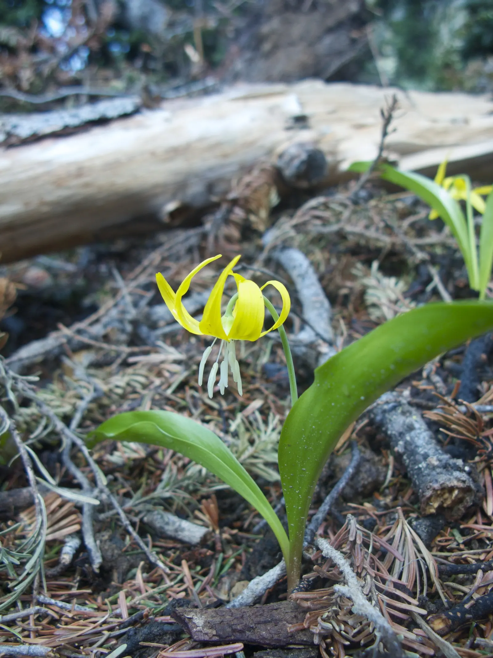 Glacier Lily (Erythronium Grandiflorum) — A partly shaded location mimics its native environment, though it can tolerate full sun in cooler, image 64