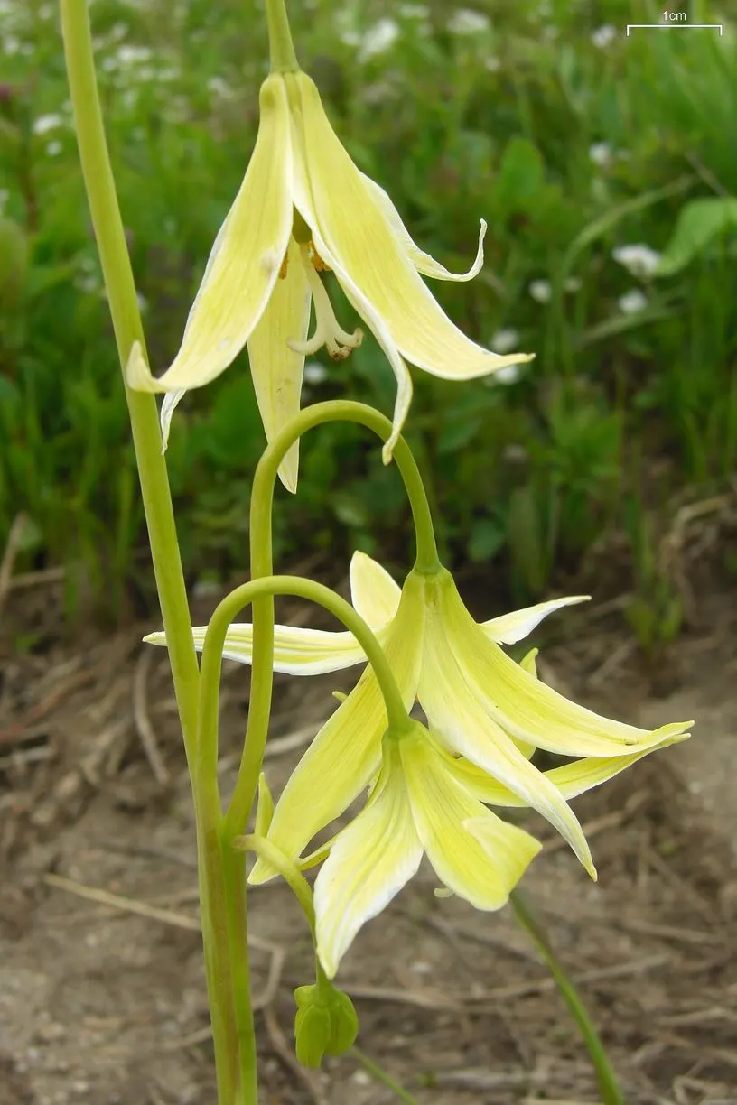 Glacier Lily (Erythronium Grandiflorum) — This species notably graces the mountainous regions of Western North America; grass-like leaves are, image 57