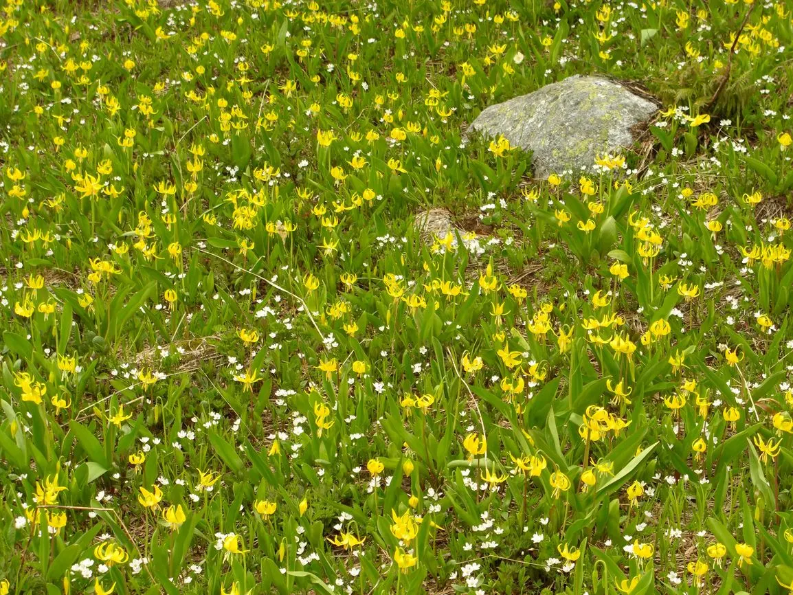 Glacier Lily (Erythronium Grandiflorum) — yellow flowers in the garden; scientifically known as Erythronium grandiflorum, image 70