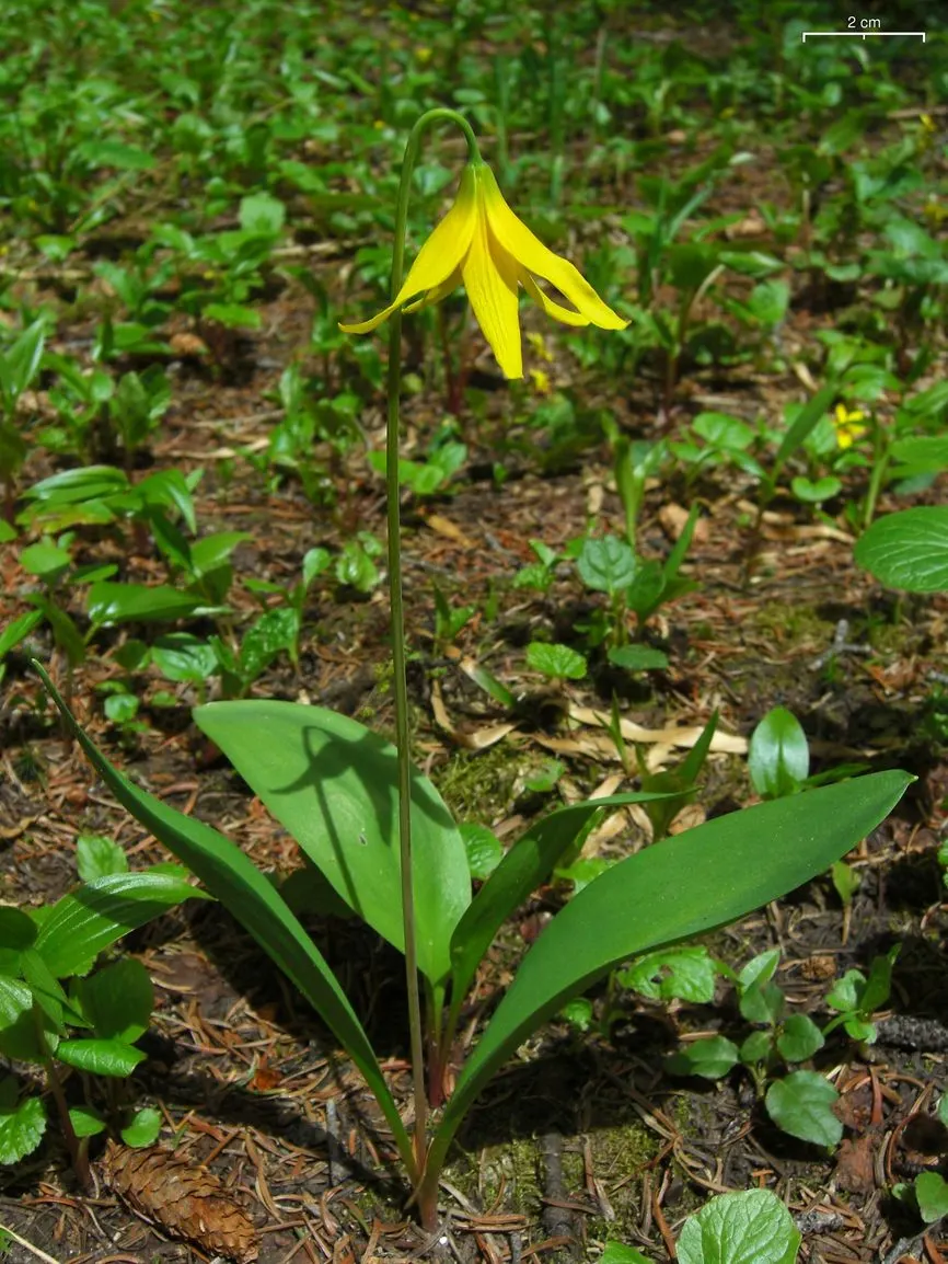 Glacier Lily (Erythronium Grandiflorum) — this plant can thrive with minimal care once established; consider planting Glacier Lilies in naturalized woodland