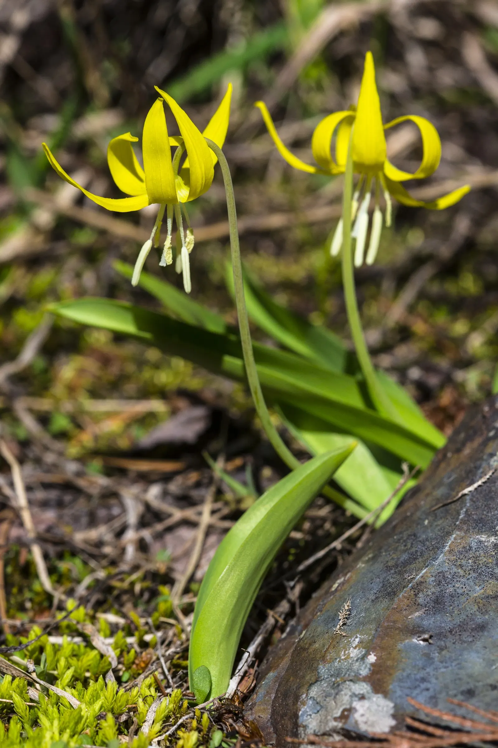 Glacier Lily (Erythronium Grandiflorum) — consider planting Glacier Lilies in naturalized woodland areas; this plant can thrive with minimal care once