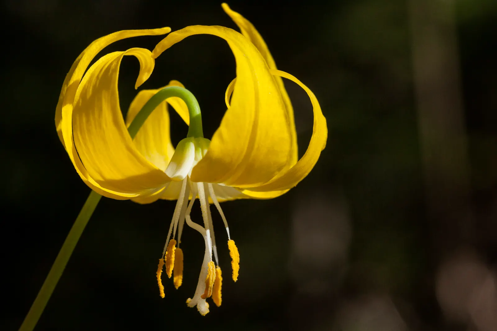 Glacier Lily (Erythronium Grandiflorum) — Erythronium grandiflorum provides a charming glimpse of wildflower beauty and pairs well with ferns, image 90