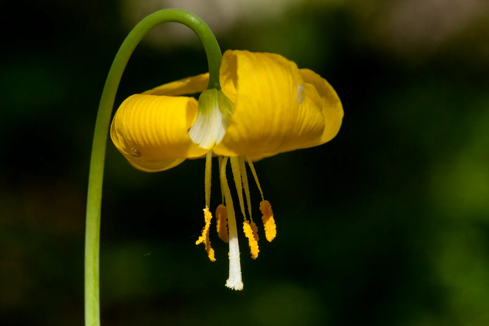 Glacier Lily (Erythronium Grandiflorum) — The Glacier Lily, Erythronium grandiflorum, is a delicate native bulb known for its bright yellow blooms