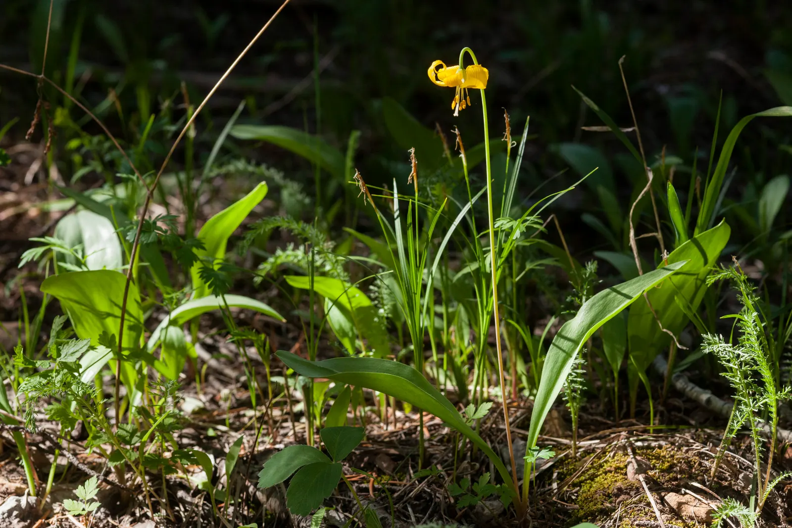 Glacier Lily (Erythronium Grandiflorum) — The Glacier Lily, Erythronium grandiflorum, is a delicate native bulb known for its bright yellow blooms, image 73