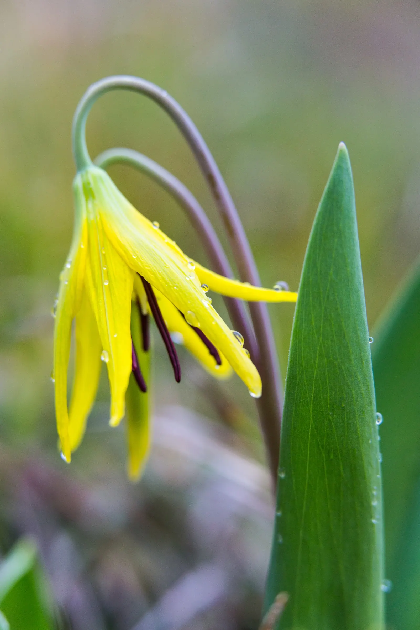 Glacier Lily (Erythronium Grandiflorum) — scientifically known as Erythronium grandiflorum