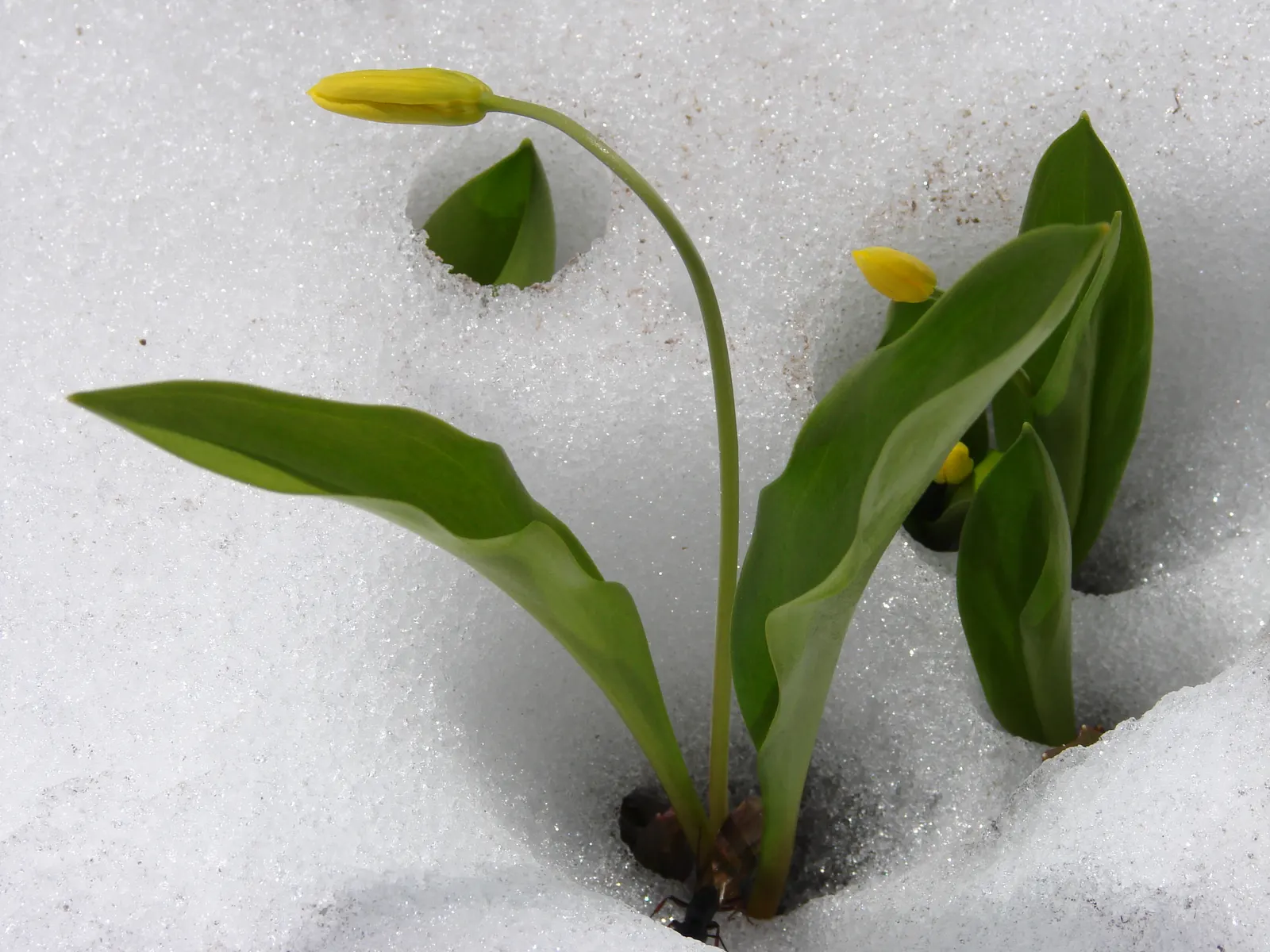 Glacier Lily (Erythronium Grandiflorum) — the Glacier Lily prefers moist; bulb with yellow blooms