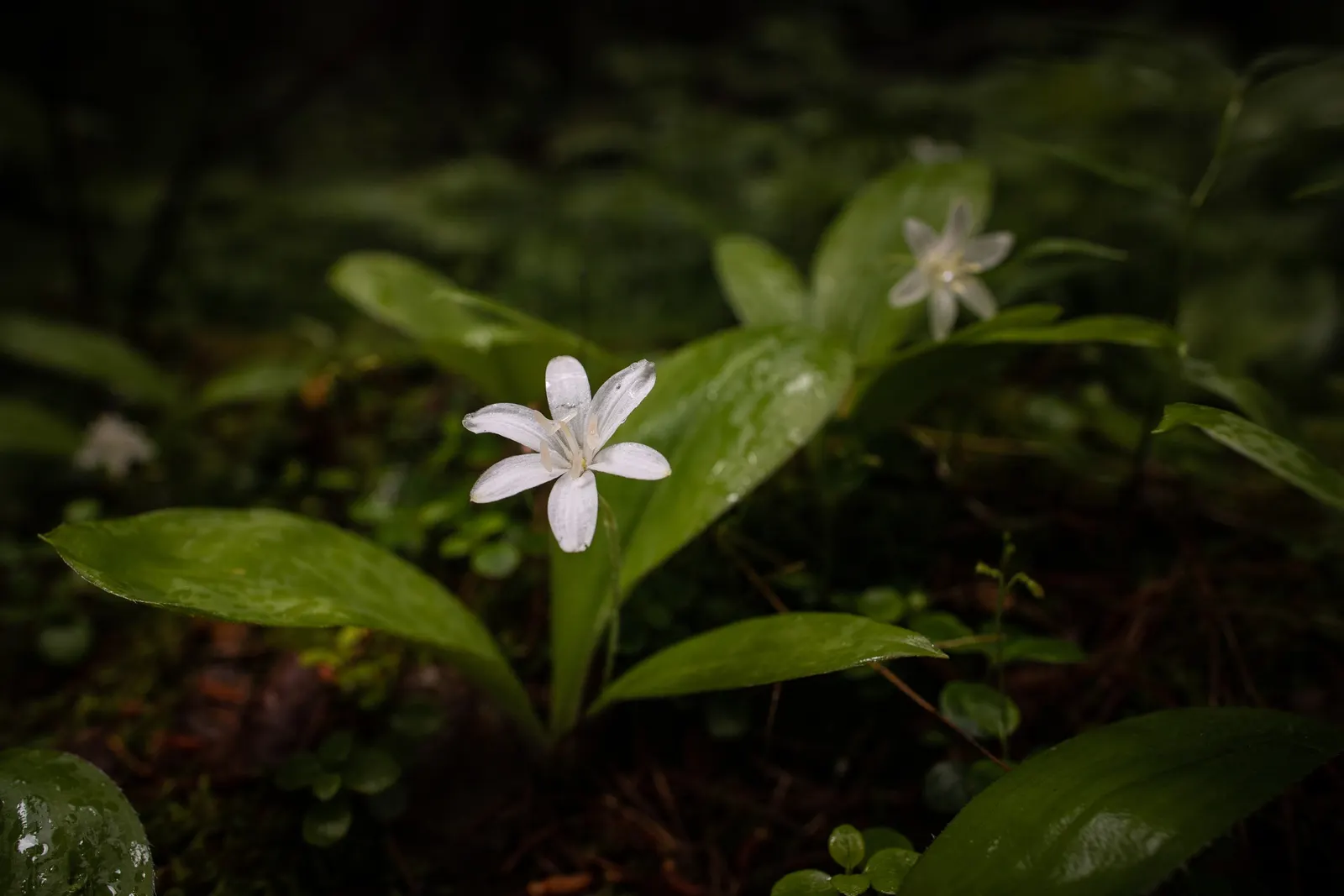 Glacier Lily (Erythronium Grandiflorum) — from open woodlands to subalpine meadows.<br><br>In terms of size; and other shade-loving perennials, image 82