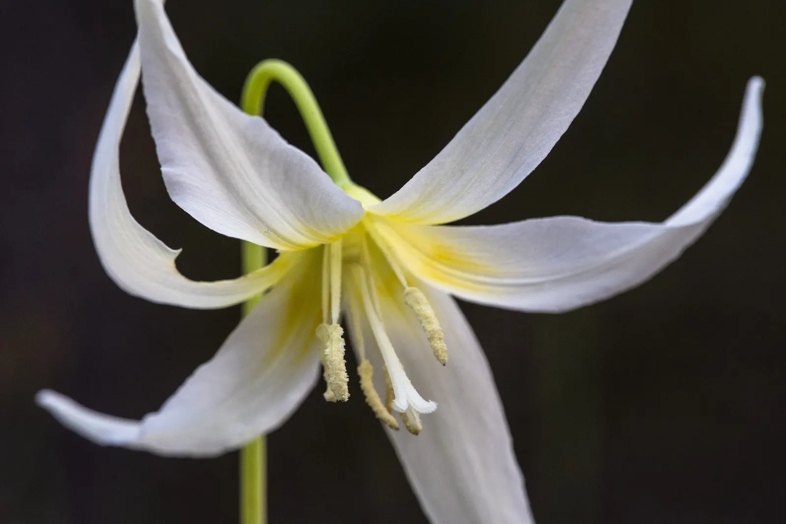 Glacier Lily (Erythronium Grandiflorum) — the Glacier Lily can reach heights between 6 to 12 inches and spreads out approximately 4 to 8 inches wide; flowers