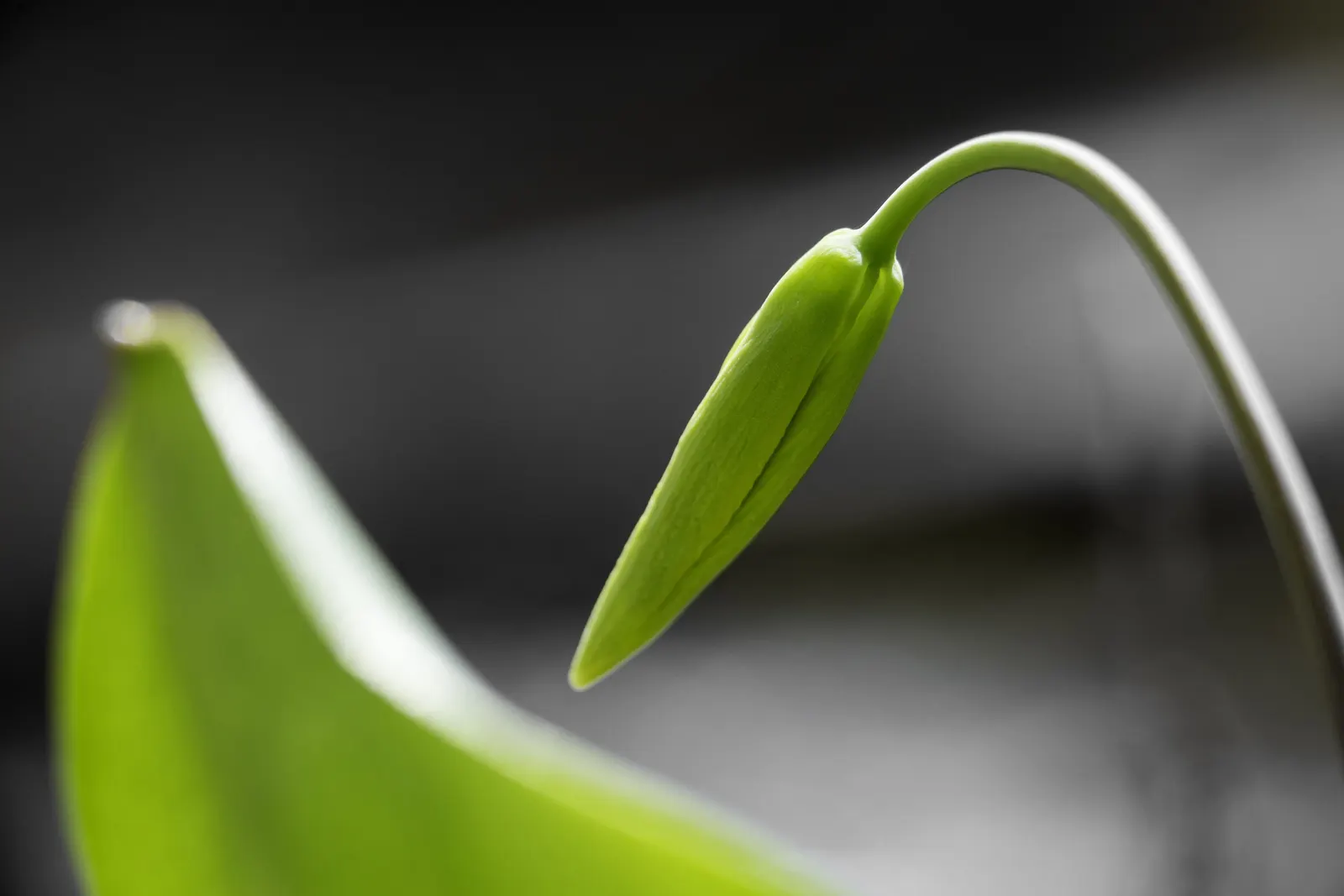 Glacier Lily (Erythronium Grandiflorum) — and other shade-loving perennials; from open woodlands to subalpine meadows.<br><br>In terms of size, image 67