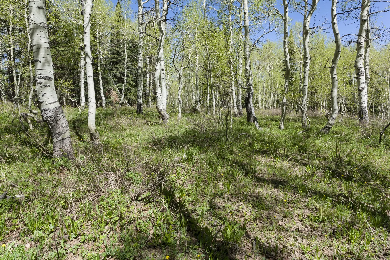 Glacier Lily (Erythronium Grandiflorum) — consider planting Glacier Lilies in naturalized woodland areas; this plant can thrive with minimal care, image 89