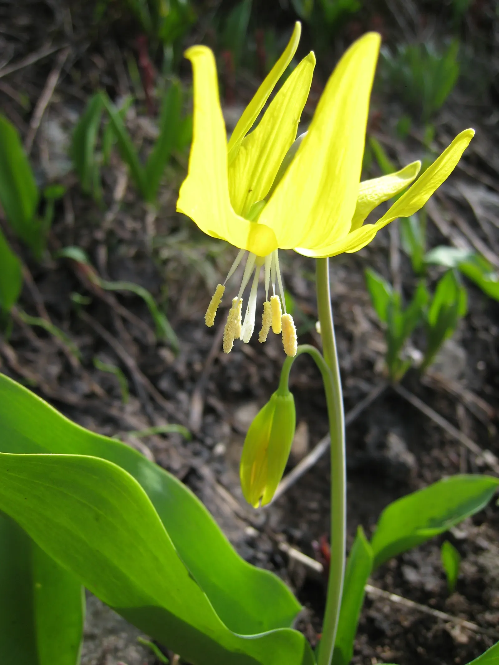 Glacier Lily (Erythronium Grandiflorum) — the Glacier Lily prefers moist; bulb with yellow blooms, image 62