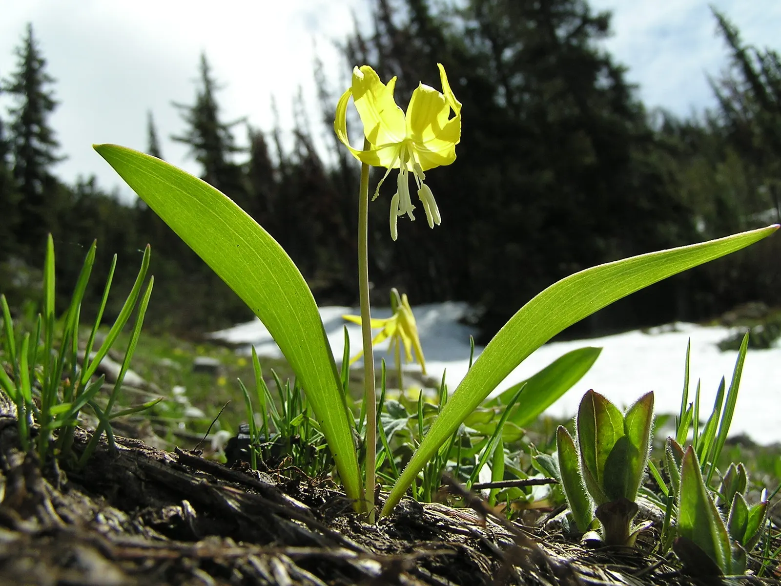 Glacier Lily (Erythronium Grandiflorum) — bulb with yellow blooms; the Glacier Lily prefers moist