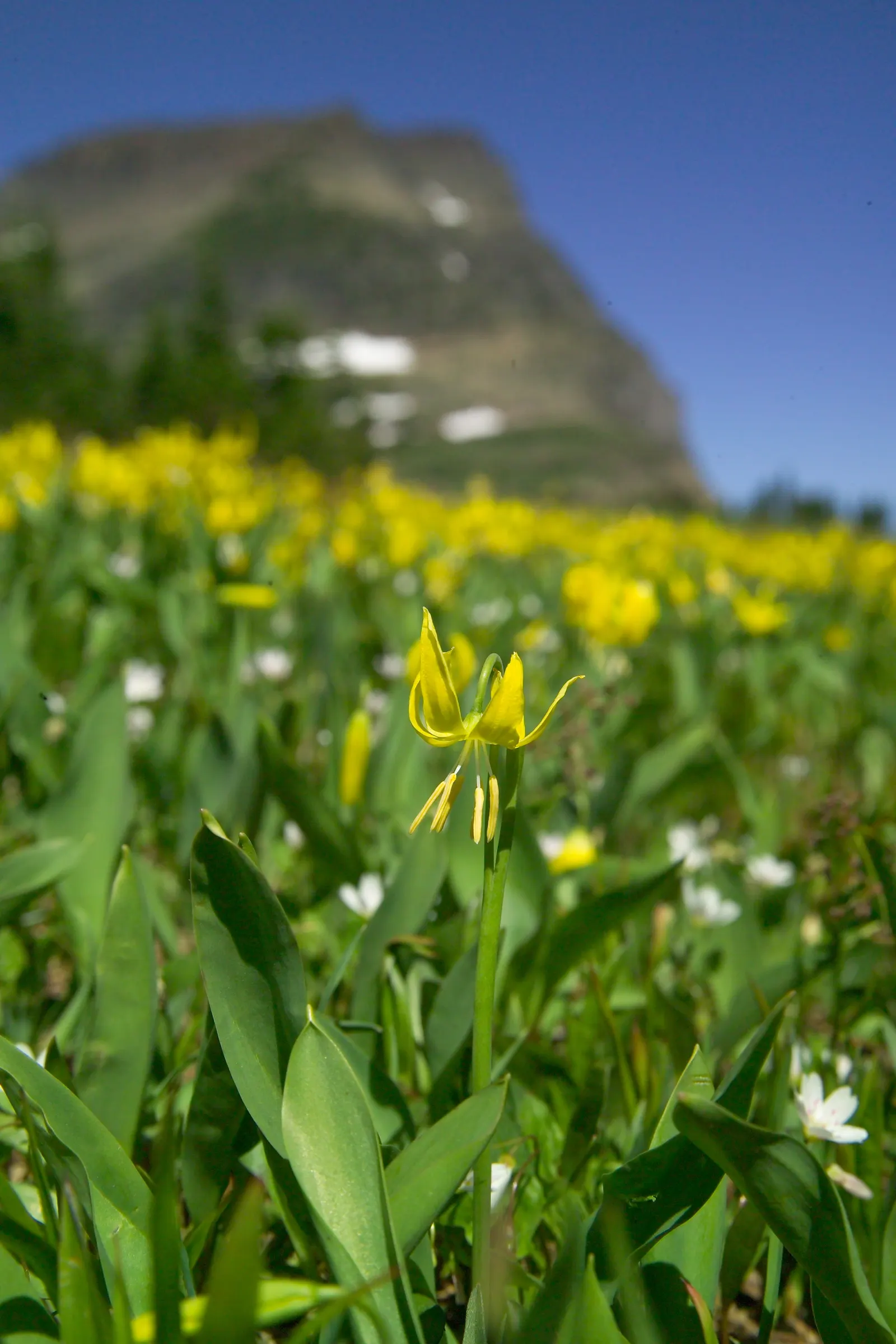 Glacier Lily (Erythronium Grandiflorum) — Erythronium grandiflorum provides a charming glimpse of wildflower beauty and pairs well with ferns, image 66