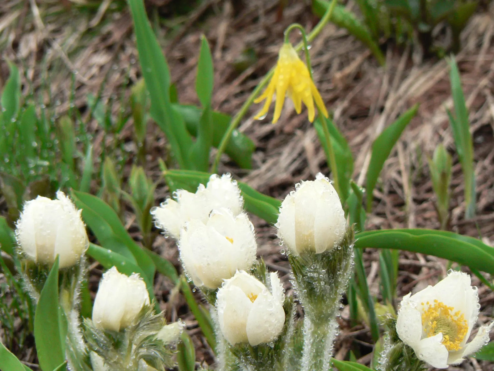 Glacier Lily (Erythronium Grandiflorum) — Erythronium grandiflorum provides a charming glimpse of wildflower beauty and pairs well with ferns