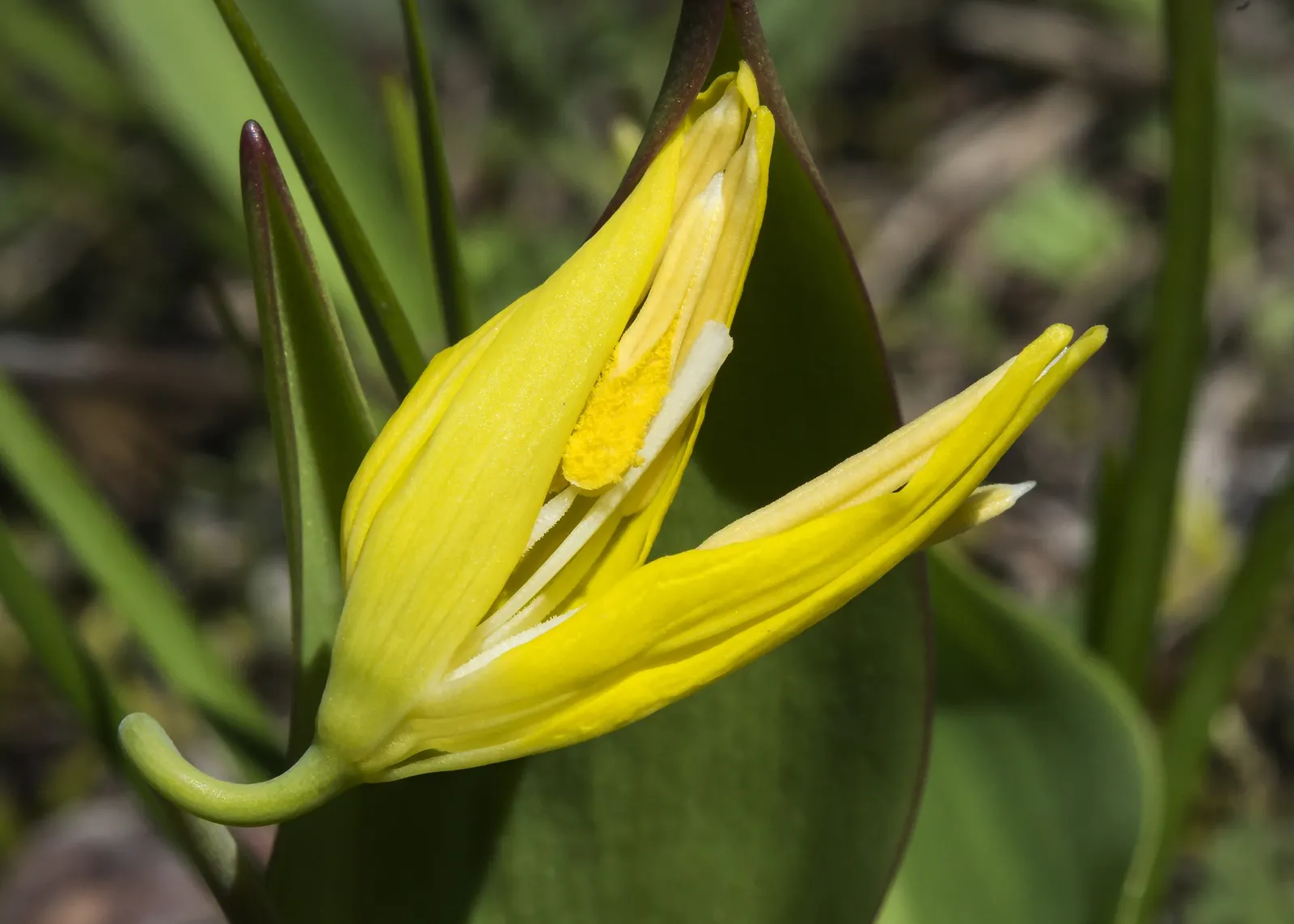 Glacier Lily (Erythronium Grandiflorum) — this plant can thrive with minimal care once established; consider planting Glacier Lilies in naturalized, image 92