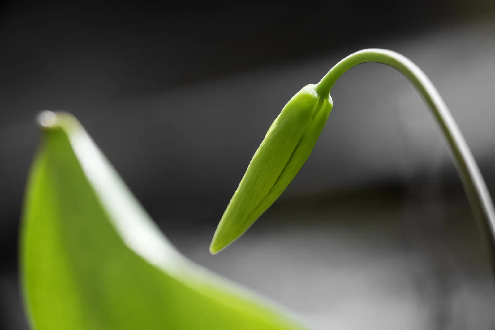 Glacier Lily (Erythronium Grandiflorum) — This species notably graces the mountainous regions of Western North America