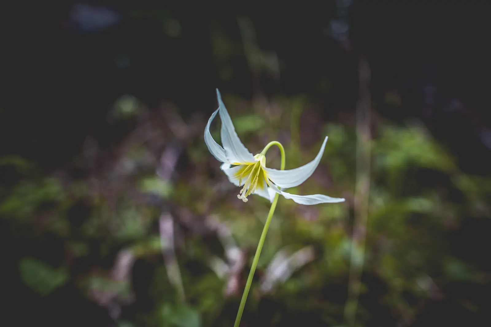 Glacier Lily (Erythronium Grandiflorum) — Hardy in Zones 3-8 and resistant to deer
