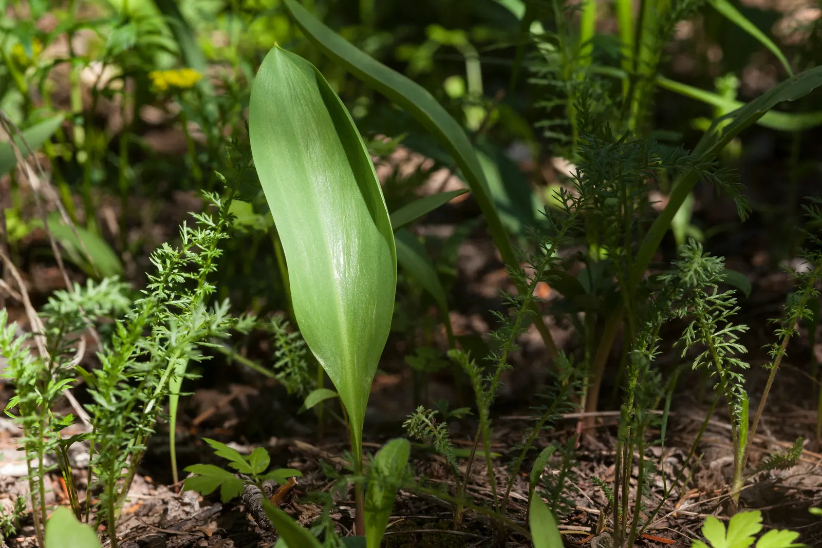 Glacier Lily (Erythronium Grandiflorum) — is a captivating perennial that brings a touch of alpine elegance to the landscape; it adds a splash of, image 80