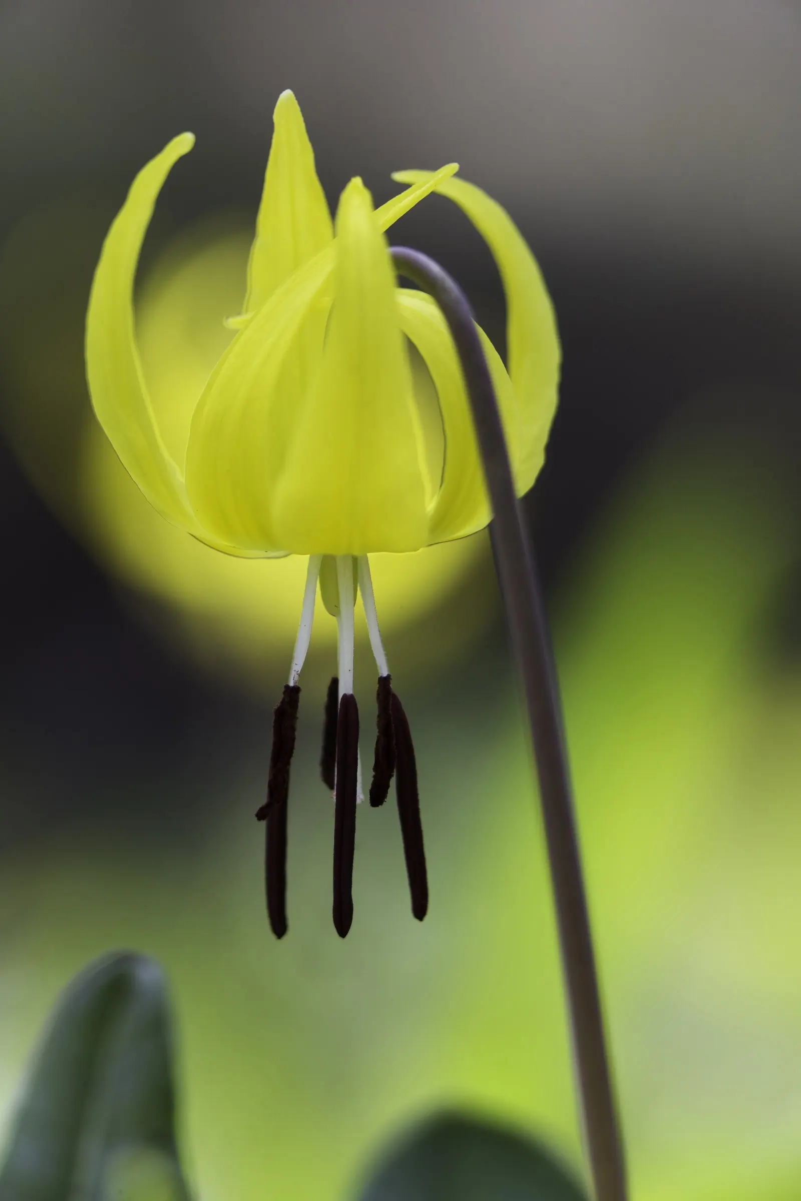 Glacier Lily (Erythronium Grandiflorum) — A partly shaded location mimics its native environment, though it can tolerate full sun in cooler climates