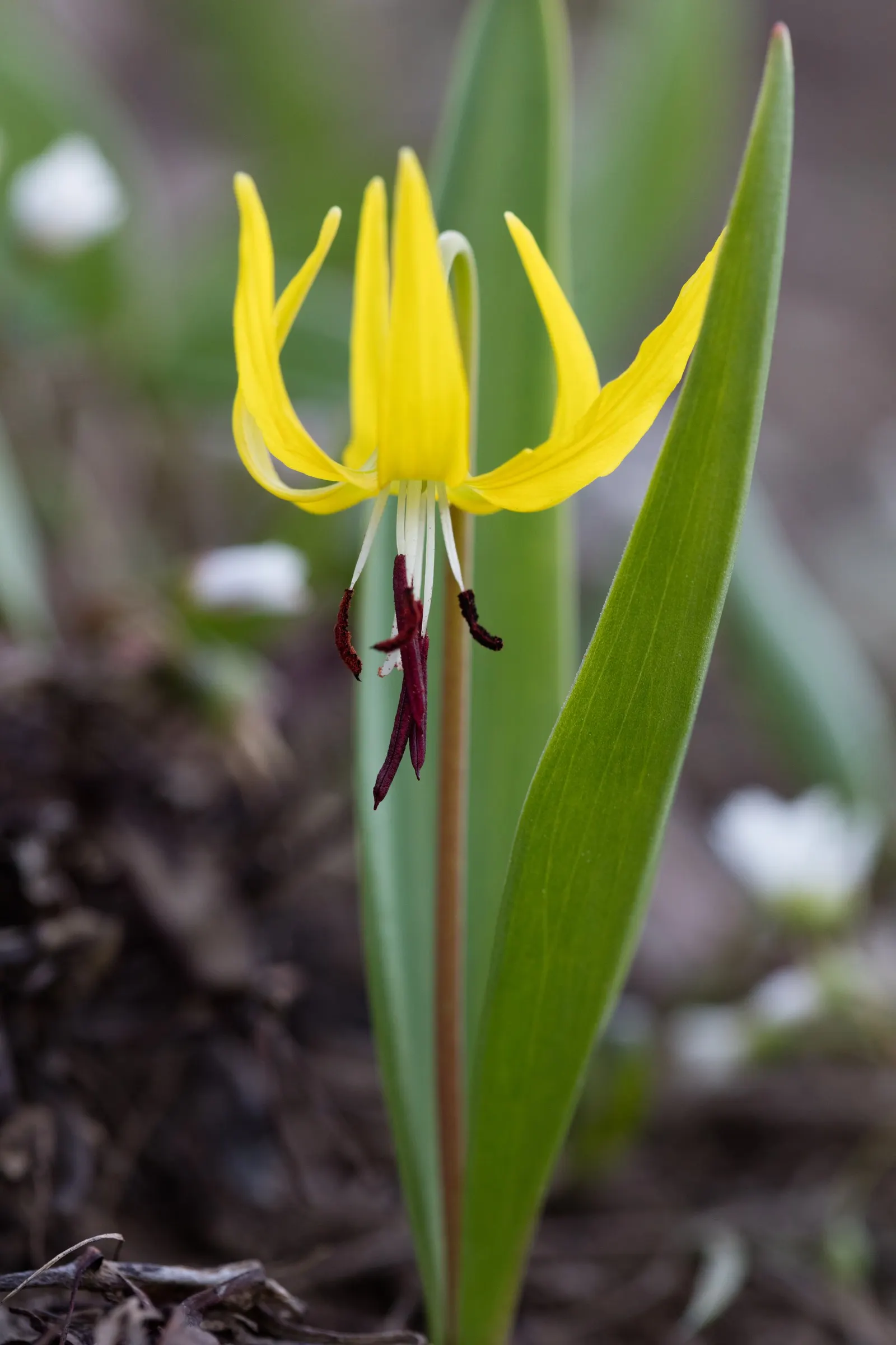 Glacier Lily (Erythronium Grandiflorum) — yellow flowers in the garden