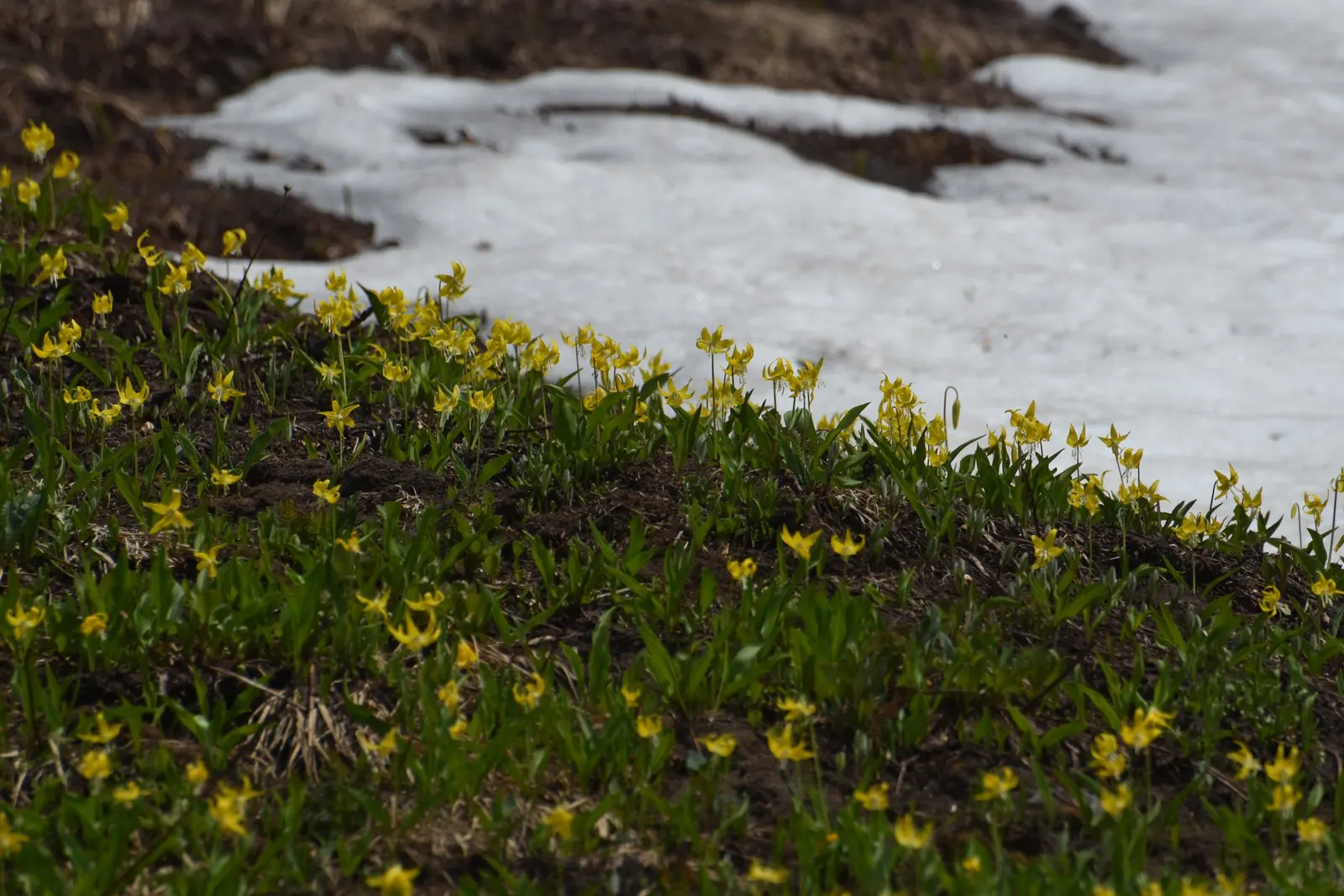 Glacier Lily (Erythronium Grandiflorum) — Hardy in Zones 3-8 and resistant to deer; the Glacier Lily, Erythronium grandiflorum, is a delicate, image 76