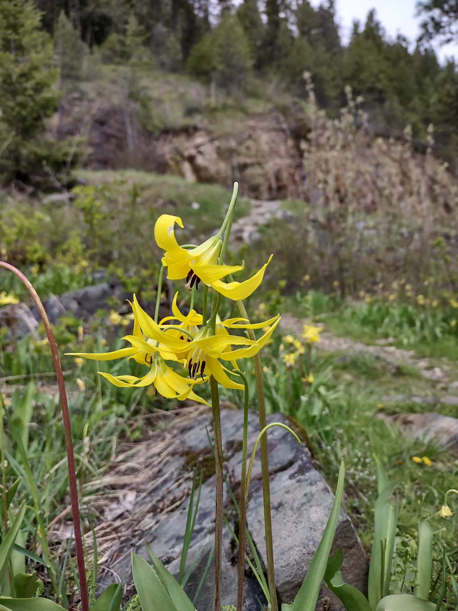 Glacier Lily (Erythronium Grandiflorum) — Consider planting in groups for visual impact; well-drained soils with an acidic to neutral pH