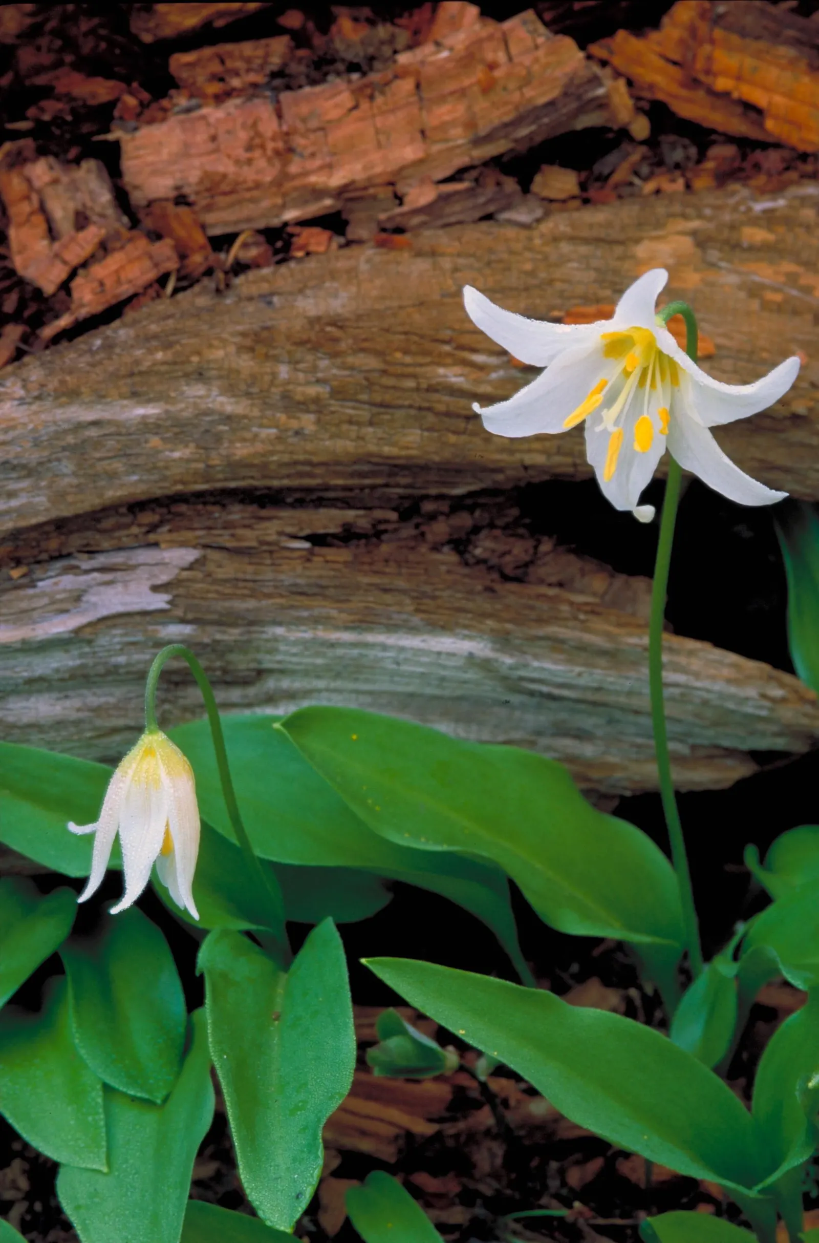 Glacier Lily (Erythronium Grandiflorum) — Ideal for naturalizing in shaded areas, it provides early-season nectar for pollinators
