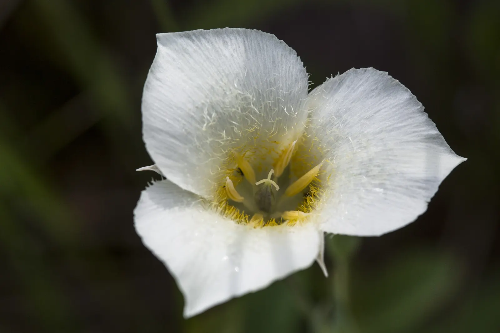 Glacier Lily (Erythronium Grandiflorum) — yellow flowers in the garden; scientifically known as Erythronium grandiflorum