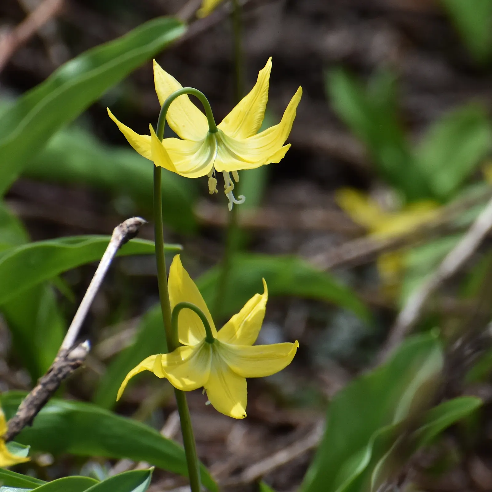 Glacier Lily (Erythronium Grandiflorum) — scientifically known as Erythronium grandiflorum; yellow flowers in the garden, image 79