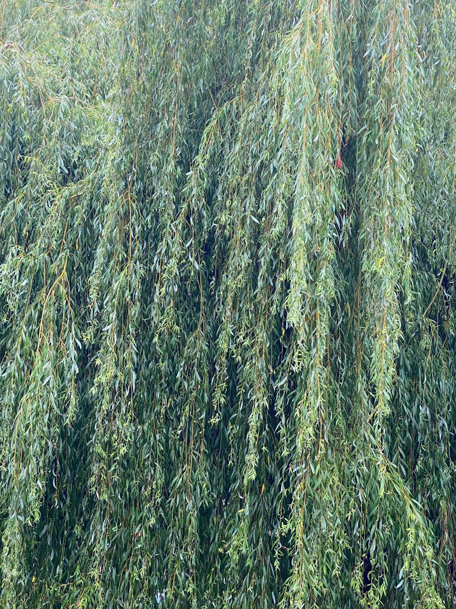 Weeping Willow (Salix Babylonica) — drooping form and adds a touch of elegance to any landscape design