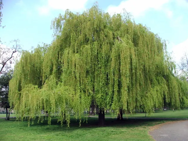 Weeping Willow (Salix Babylonica) — The Weeping Willow (Salix babylonica) is a dramatic