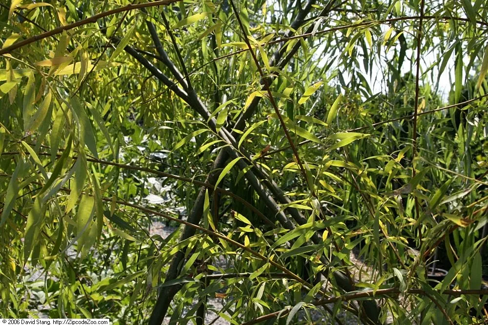 Weeping Willow (Salix Babylonica) — lance-shaped leaves are 3 to 6 inches long and exhibit a light green shade