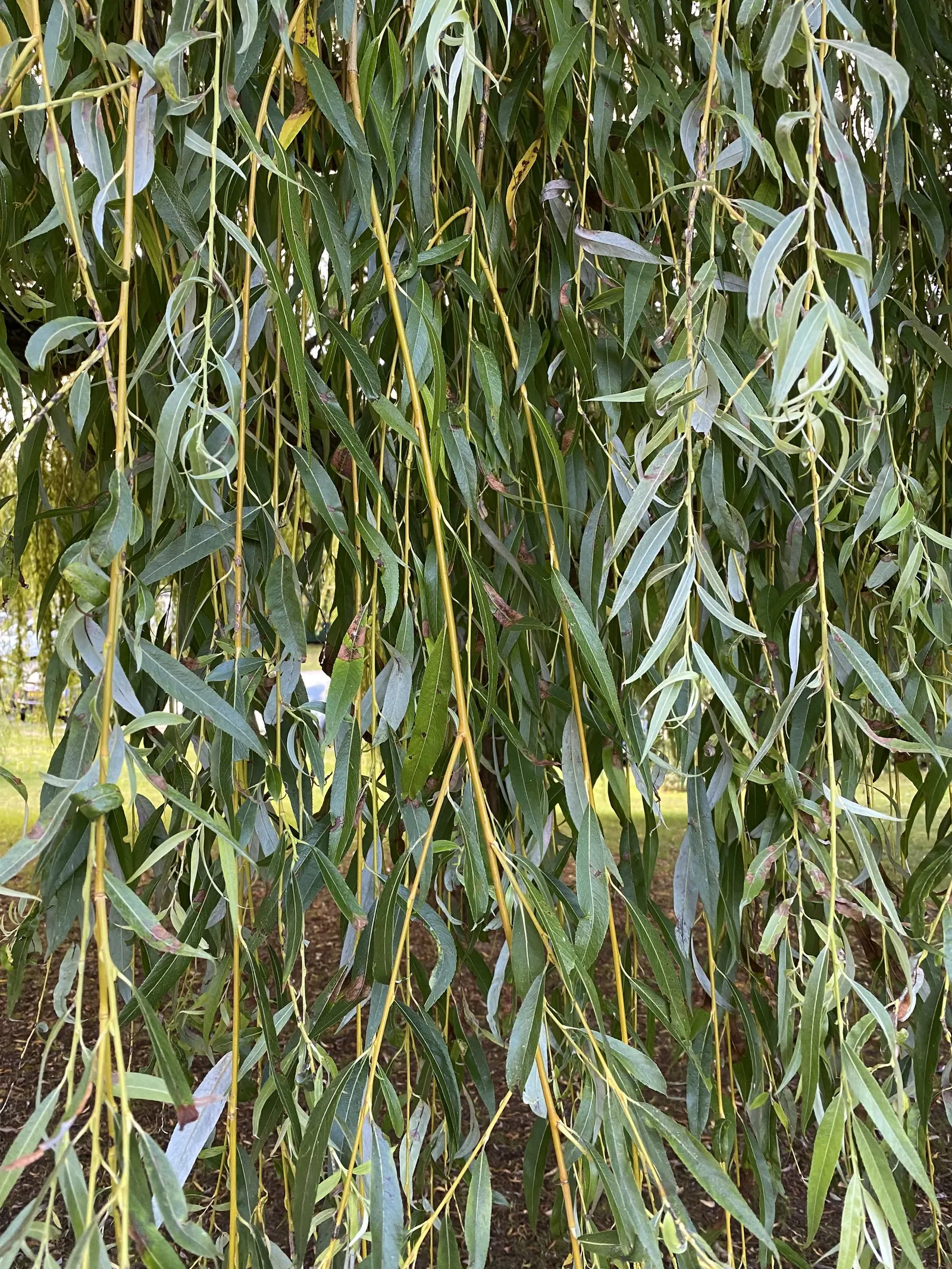 Weeping Willow (Salix Babylonica) — yet potentially aggressive addition that requires ample space and careful placement