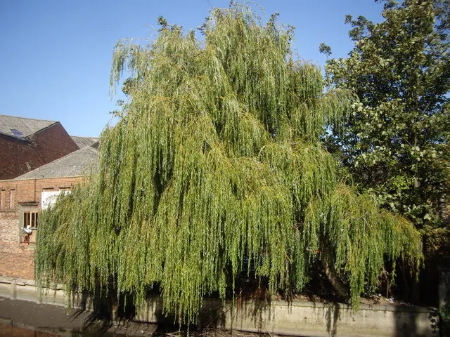 Weeping Willow (Salix Babylonica) — creating a sweeping canopy