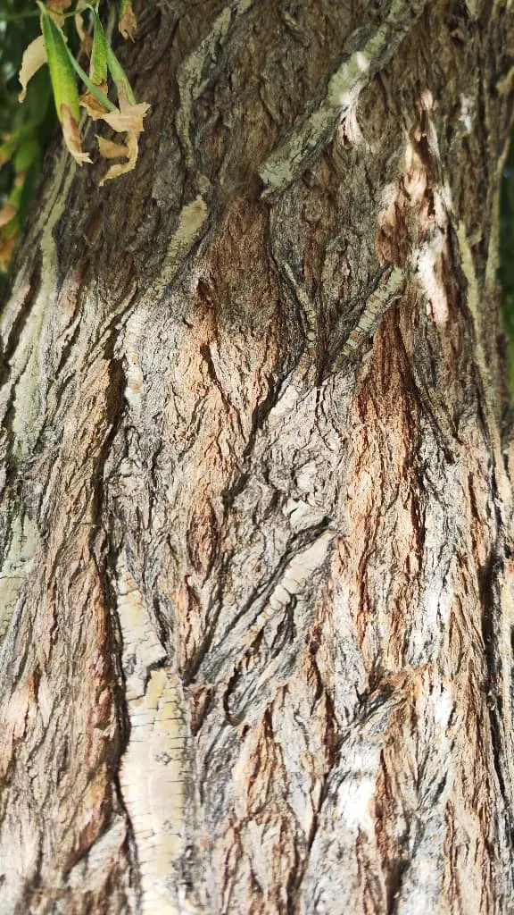 Weeping Willow (Salix Babylonica) — Growing to an approximate height of 30 to 50 feet with a spread of about 35 to 50 feet