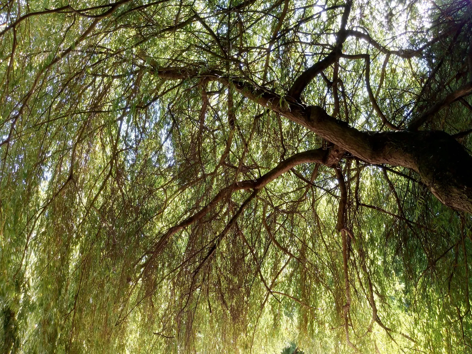 Weeping Willow (Salix Babylonica) — Mature specimens reach up to 50 feet tall and equally wide, preferring full sun and moist, well-drained soil