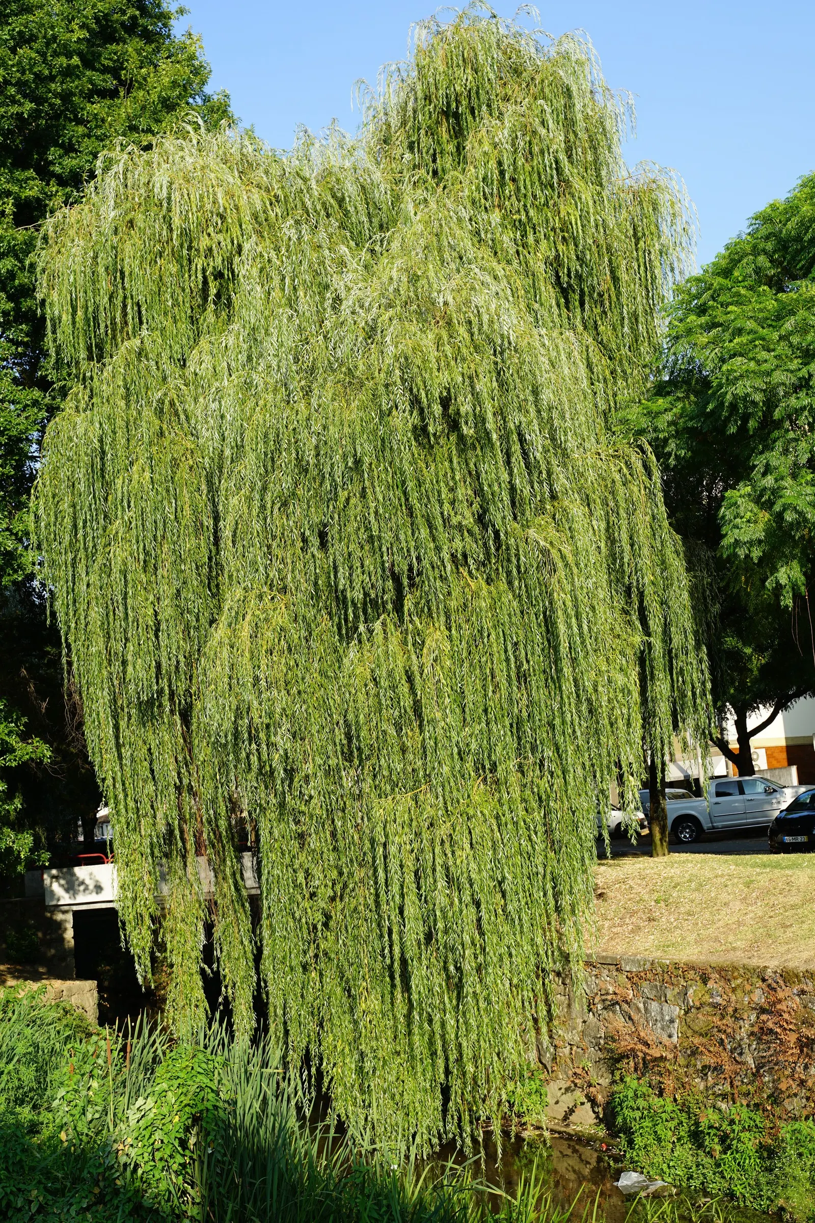 Weeping Willow (Salix Babylonica) — Blossoming in early spring