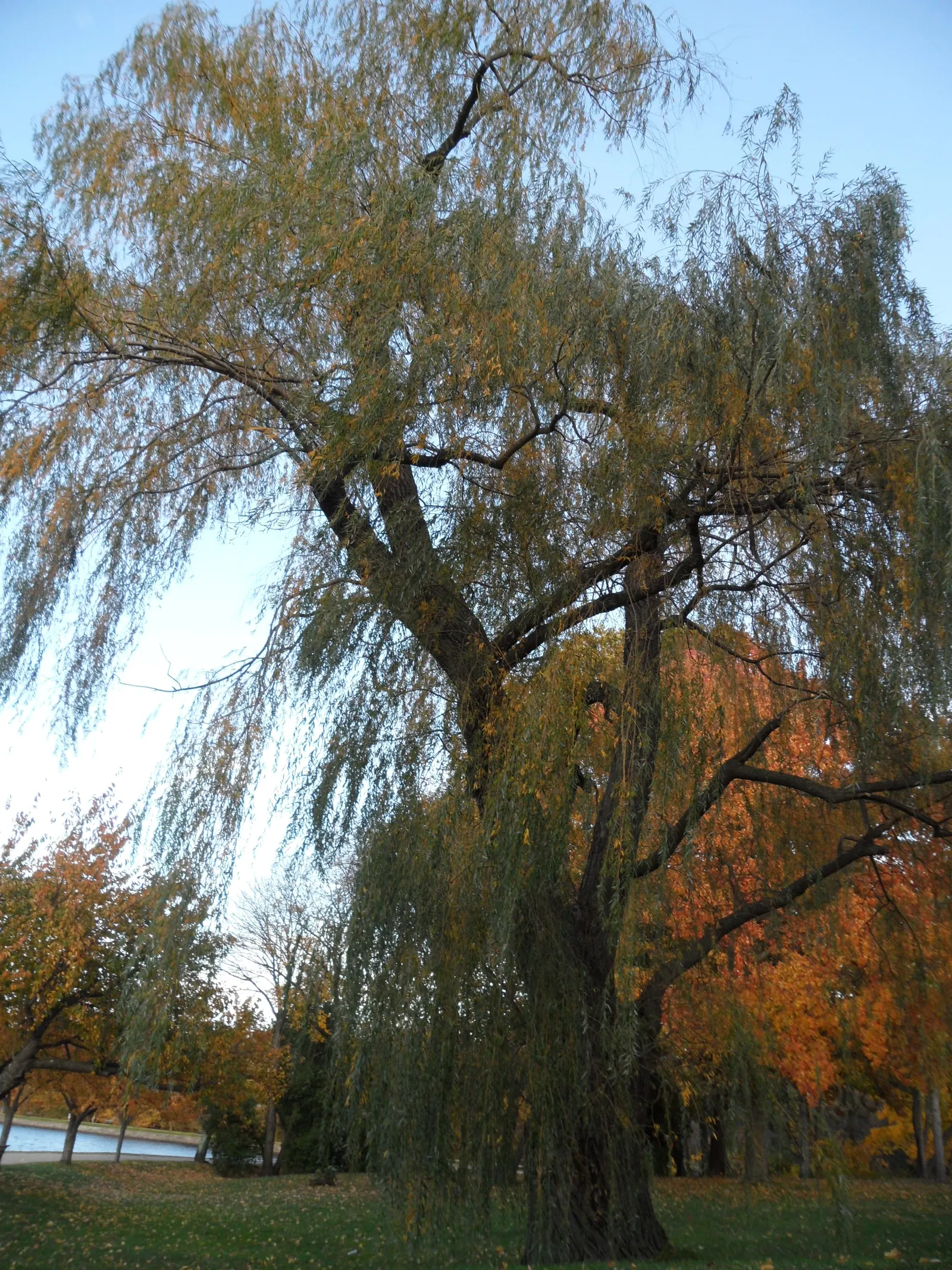 Weeping Willow (Salix Babylonica) — though it prefers full sun to partial shade and moist
