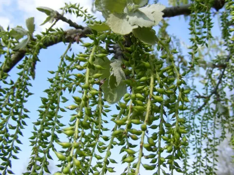 Weeping Willow (Salix Babylonica) — offering seasonal interest