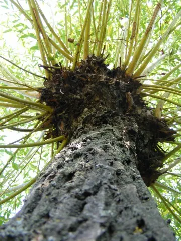 Weeping Willow (Salix Babylonica) — slender branches cascade towards the ground