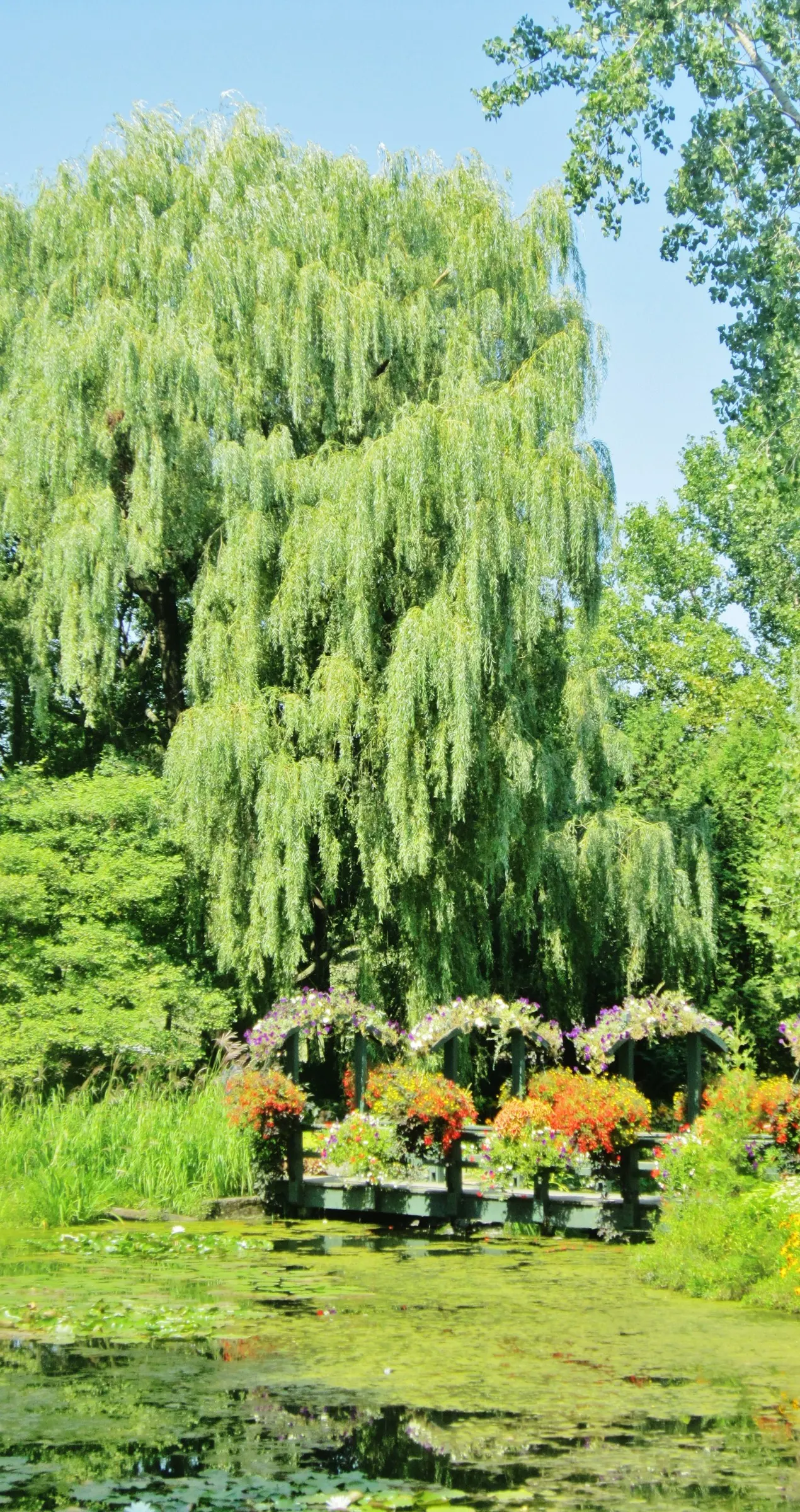Weeping Willow (Salix Babylonica) — Its expansive root system thrives near water