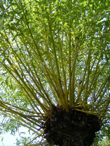 Weeping Willow (Salix Babylonica) — well-drained soil.<br><br>Its narrow