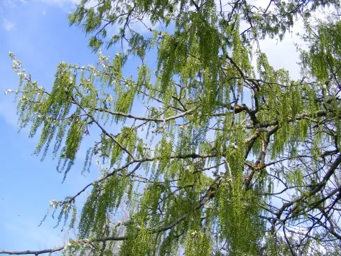 Weeping Willow (Salix Babylonica) — turning a golden yellow in the fall