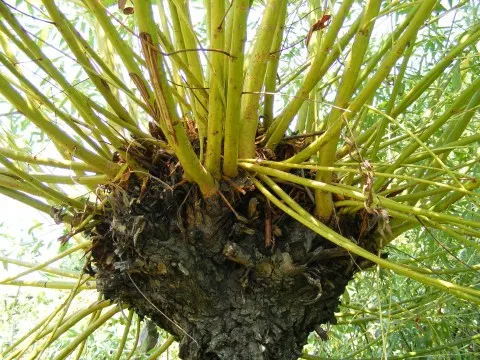 Weeping Willow (Salix Babylonica) — This tree thrives in USDA hardiness zones 6 through 8 and is notably adaptable