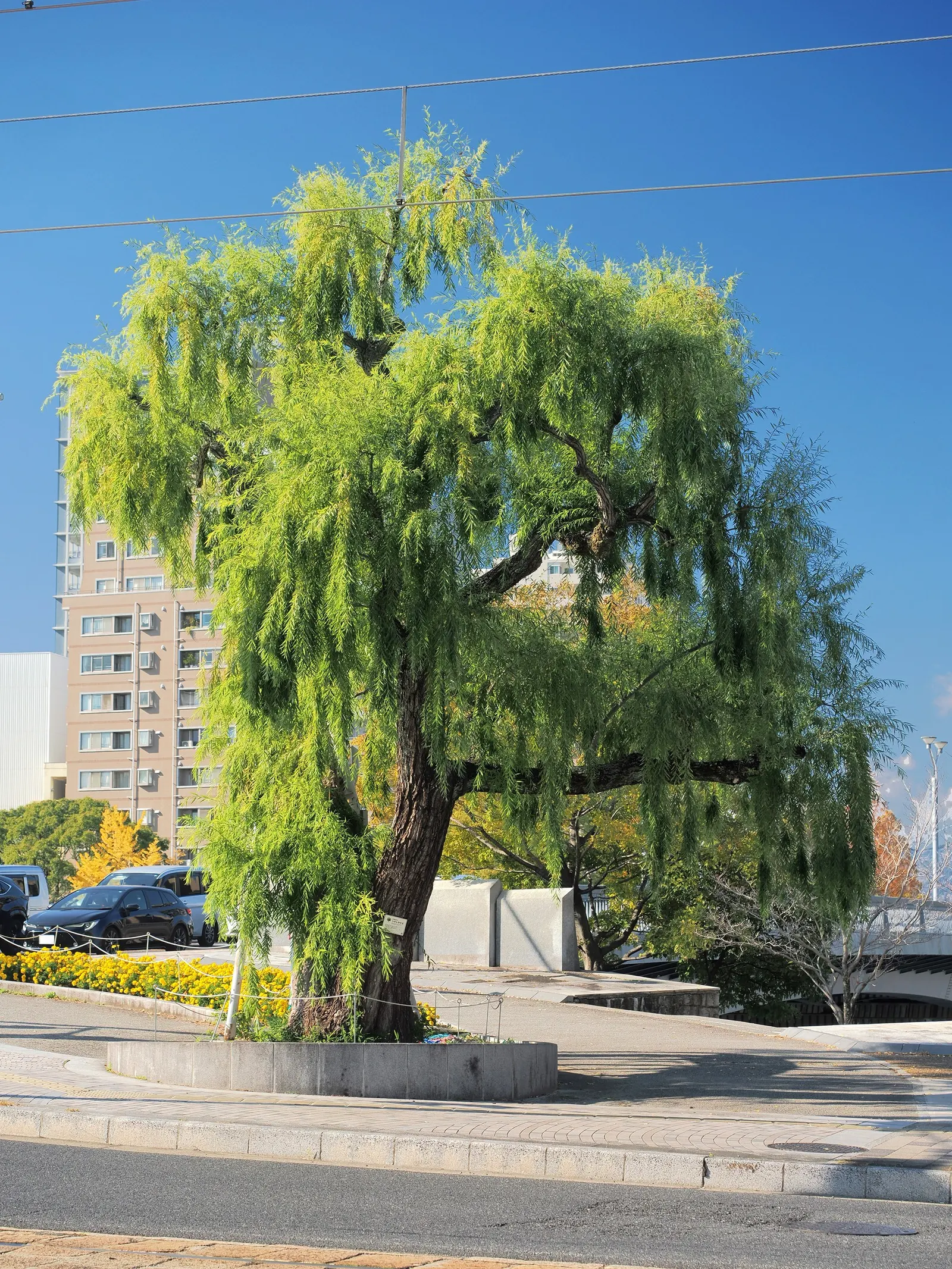 Weeping Willow (Salix Babylonica) — is a deciduous tree renowned for its graceful