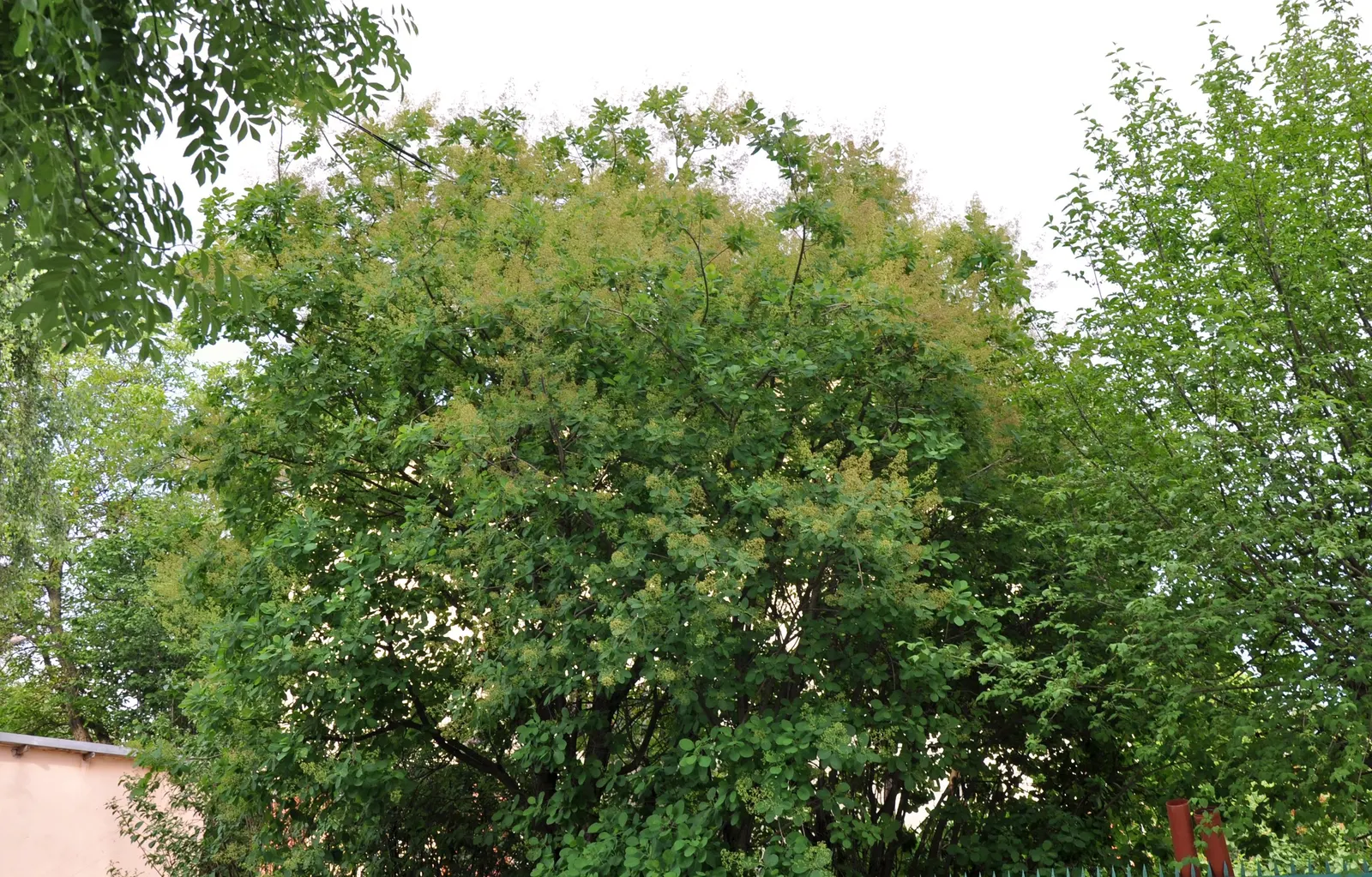Spiny Smoke Tree (Psorothamnus Spinosus) — purple flowers in the garden