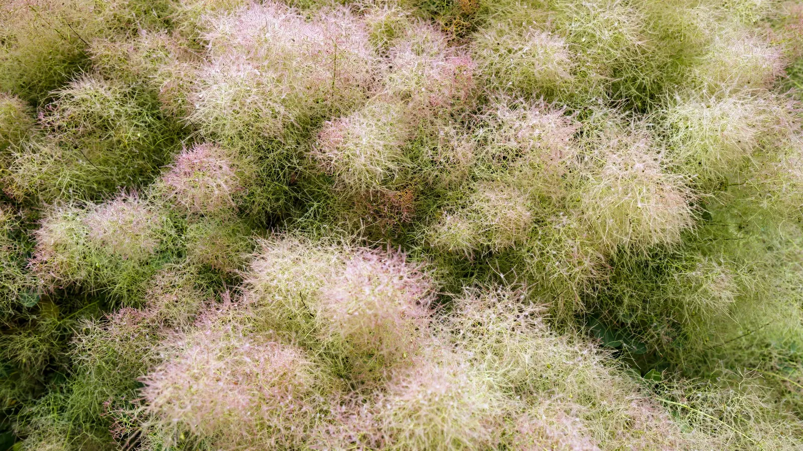 Spiny Smoke Tree (Psorothamnus Spinosus) — scientifically known as Psorothamnus spinosus