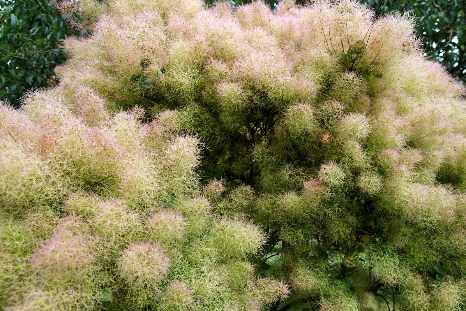 Spiny Smoke Tree (Psorothamnus Spinosus) — allowing sufficient space from walkways and seating areas