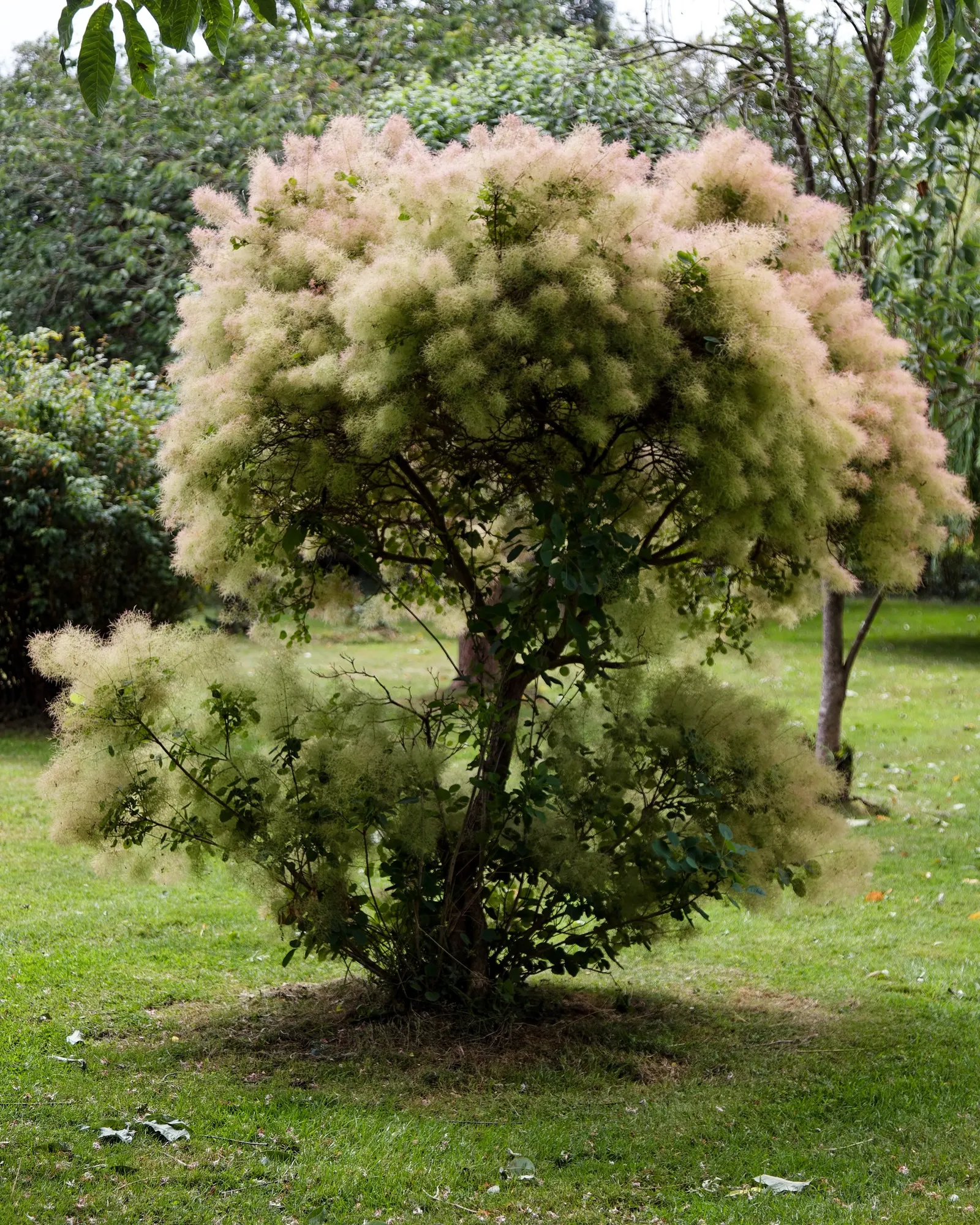 Spiny Smoke Tree (Psorothamnus Spinosus) — Its late spring flowers attract pollinators